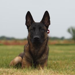 Belgian Malinois and German Shepherds from PL Training Services