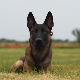 Belgian Malinois and German Shepherds from PL Training Services
