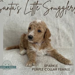 Sparkle - Apricot female Goldendoodle puppy in Inez, Texas from Heavenly H Doodles
