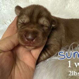 Summit - Red and white male Siberian Husky puppy in Florence, Kentucky from Moonlight Howl Huskies