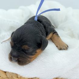 Ken (Blue) - Black and tan male Cavapoo puppy in Georgetown, Texas from Mc Doodles of Texas LLC