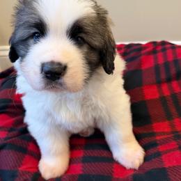 Harvest - White and brown male Pyrenean Mastiff puppy in Hillsboro, Virginia from Bella Dulce