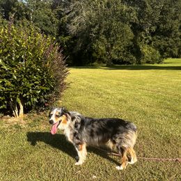 Lucy - Australian Shepherd