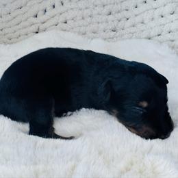 Theo - Black tri-color male Australian Shepherd puppy in Zwingle, Iowa from Homestead Aussies & Doodles