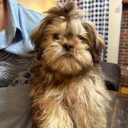Charlie - Liver male Shih Tzu puppy in Hickory, North Carolina from PAWSitive Breeders of the Carolinas