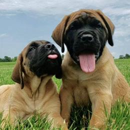 Mastiffs from Gary Schneider’s Mastiffs