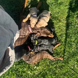 Doberman Pinscher Puppies from Aaliyah’s Dobies