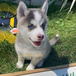 Lady Liberty - Blue female Pomsky puppy in Bay City, Michigan from GrizzLee Bears Perfect Pomskies