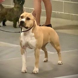 Frankie - American Staffordshire Terrier