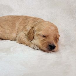 Goldendoodle Puppies from Lake Village Doodles
