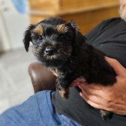 Midnight - Liver male Yorkshire Terrier puppy in Dayton, Ohio from Little Yorkie Babies