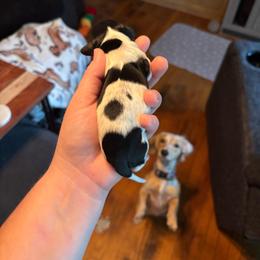 Iris - Piebald female Dachshund puppy in Jacksonville, North Carolina from Lizzie’s Doxies