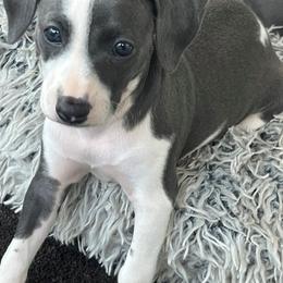 Dutchess (Girl 2) - White and blue female Italian Greyhound puppy in Brooksville, Florida from Fisher Link