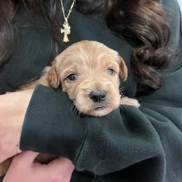 Goldendoodle Puppies from North Bay Goldendoodles