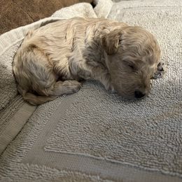 Aussiedoodles, Cavapoos, and Poodles from J&K Kennels