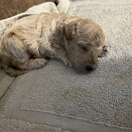 Aussiedoodles, Cavapoos, and Poodles from J&K Kennels