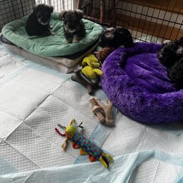Miniature Schnauzer Puppies from Kani Miniature Schnauzers