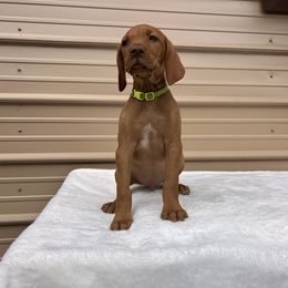 German Shorthaired Pointer and Vizsla Puppies from Pilgrims Trails Shorthairs