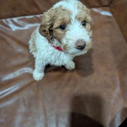 Belle - Parti female Goldendoodle puppy in Juliette, Georgia from Megan's Goldendoodles