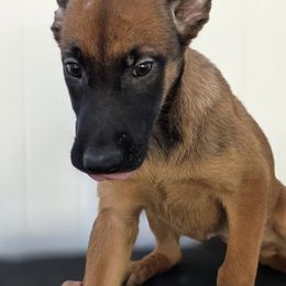 Fluffy - Fawn female Belgian Malinois puppy in Sherman Oaks, California from Andy's Elite K9