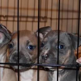 "Ru x Gerty litter" American Pit Bull Terrier Puppies from BlueRose Kennel