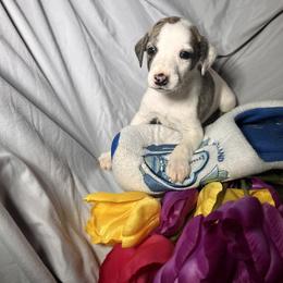 Whippet Puppies from Hertzog  Whippets