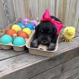 Pink girl - Black and silver female Miniature Schnauzer puppy in Garrison, Texas from RNH Schnauzers