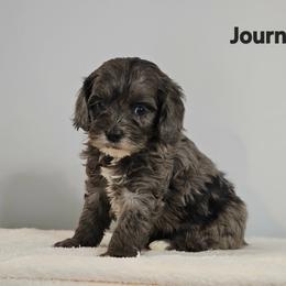 Journey - Merle female Cockapoo puppy in Louisburg, North Carolina from Raven Oak's Mini Cockapoos
