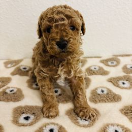 Landon - Chocolate male Goldendoodle puppy in Piedmont, Oklahoma from Perdue Puppies
