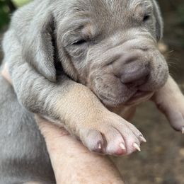 Silver (Lilac) Tanpoint - Silver male Great Dane puppy in Greenville, South Carolina from Allen’s Ridge Ranch
