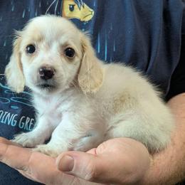 8 Luv Bug - Piebald female Dachshund puppy in Central Point, Oregon from MRS Long Dog Ranch