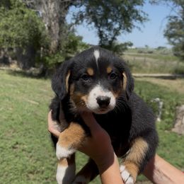 Oso - male American Corgi puppy in Bayard, Nebraska from Puppies by Alies