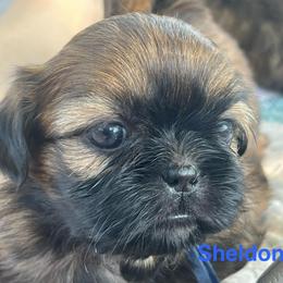 Sheldon - Black and tan male Shih Tzu puppy in Bloomfield, Indiana from Meihem Pups