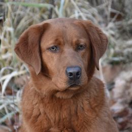 Kimber - Labrador Retriever
