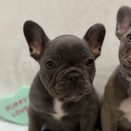 French Bulldogs from Laurelwood Frenchies CA