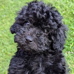 Lime green girl - Black female Cockapoo puppy in Middletown, Ohio from Blessed Chaos