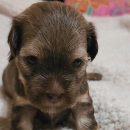 Havanese from Bella's Babies