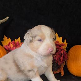 Red Merle Female - Red merle female Australian Shepherd puppy in Crossville, Alabama from Bluff View Aussies
