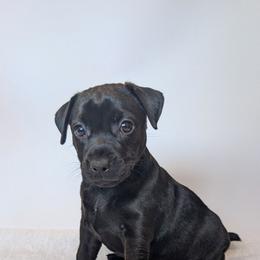 Cherry Bomb - female Patterdale Terrier puppy in Yucaipa, California from Moormont Kennels