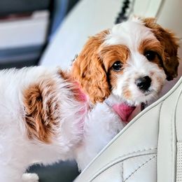 Cavapoo Puppies from Carolina Springs Breeding