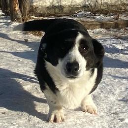 Licky (Promise) - Black and white female Cardigan Welsh Corgi puppy in Luttrell, Tennessee from Corgi Gardens