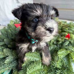 Peter ( blue eyes) - Black and silver male Miniature Schnauzer puppy in La Mirada, California from SchnauzersRus