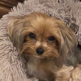 Alyssa - Yorkshire Terrier