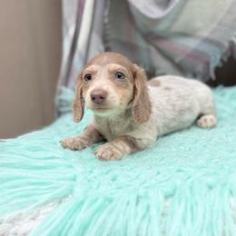 Sage - Fawn (Isabella) male Dachshund puppy in Decatur, Mississippi from KP Dachshunds