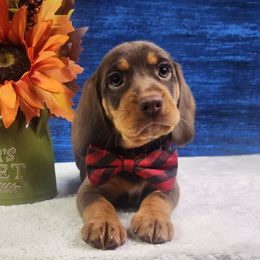 Boone - Brown white and tan male Beagle puppy in Pottersville, Missouri from Lovan's Spring Creek Kennel