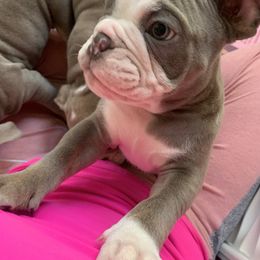 Bulldog Puppies from Ropes n' Wrinkles English Bulldogs