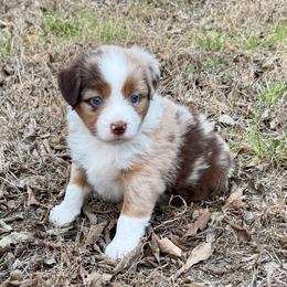 Layla - Red merle female Miniature Australian Shepherd puppy in Hempstead, Texas from Young Gun Aussies