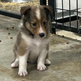 Lavender - White and sable female Shetland Sheepdog puppy in Fontanelle, Iowa from Jensen Farms Shelties