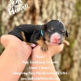 Stone - Tri-color male Bernedoodle puppy in Orange, Texas from Walk with Me Doodles