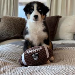 Jerry - Black tri-color male Australian Shepherd puppy in Richland, Washington from Bear Creek Aussies